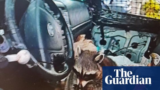 Ohio police find pet raccoon in car driver’s seat with meth pipe in its mouth | Ohio