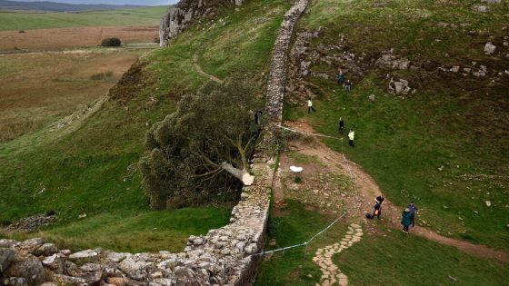 Felling of Sycamore Gap Tree Was ‘Deliberate and Mindless,’ Prosecutor Says