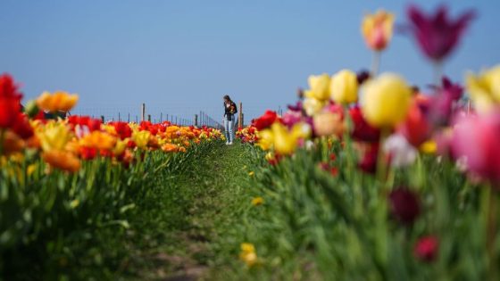 Tariffs could take the bloom off Mother’s Day flowers