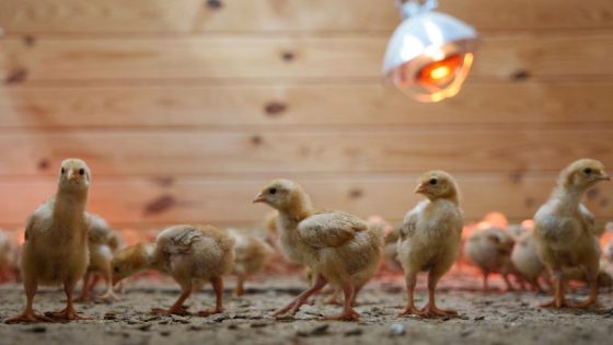 Abandoned chicks: A shipment of thousands of chicks was left in a USPS truck for days. Now a Delaware animal shelter is struggling to care for them