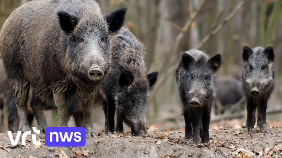 Drie everzwijnen met biggen gespot in Muizenbos in Ranst, Natuur en Bos gaat ze afmaken: "Geen natuurlijke habitat"
