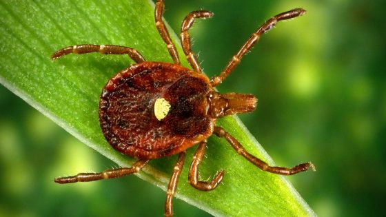 Ticks abundant in Indiana transmitting new diseases illnesses to people