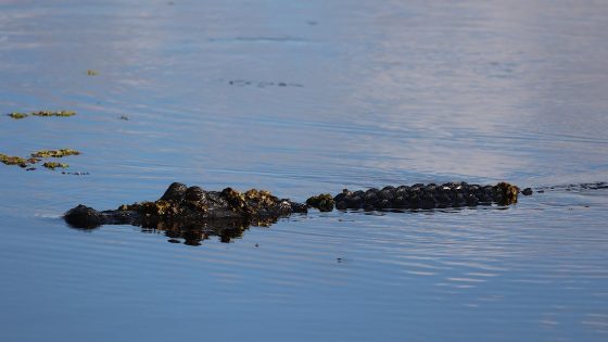 Alligator attacks, kills woman canoeing with her husband on lake in Florida: "He tried to fight the gator off"