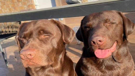 Hond Bento overleden nadat hij in Zenne gleed: “Onze andere hond Balou is ontroostbaar” (Zemst)