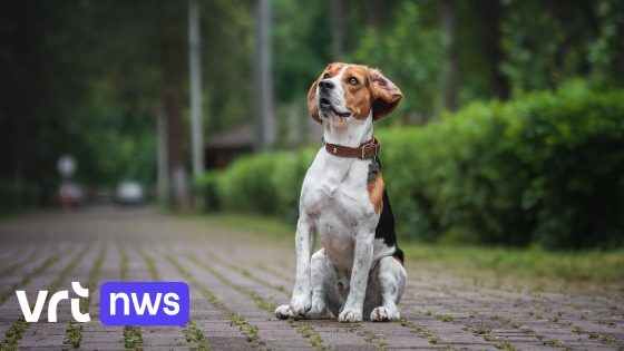 Fietser rijdt hond aan die plots op straat springt in Leuven: dier sterft ter plaatse