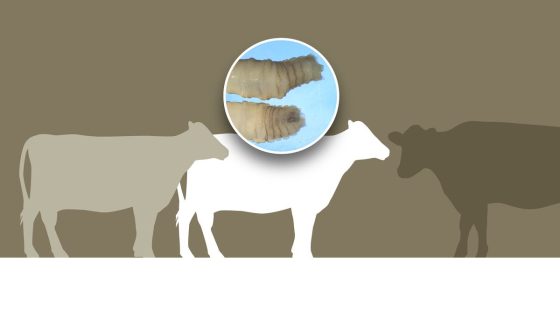 Fearing screwworms and flesh-eating maggots, US blocks cattle imports