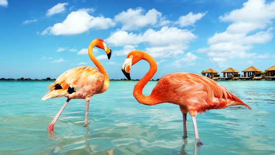 Flamingos feed by dragging their flattened beaks forward along the bottom of shallow lakes. To increase the efficiency of feeding, they stomp dance to churn the bottom, create an upwelling vortex with their heads and clap their beaks constantly to draw food, like brine shrimp, into their mouths. Credit: Aztli Ortega