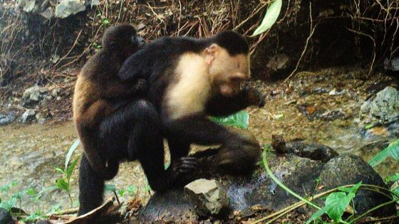 Caught on camera, capuchin monkeys kidnap howler monkey babies