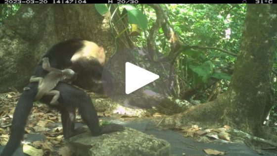 “It looked so wrong”: Researchers find never-seen-before footage of capuchins engaging in unprecedented behavior
