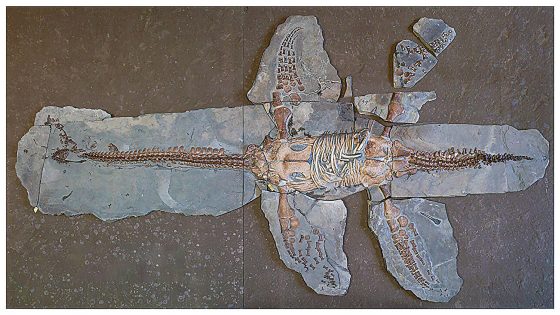 Plesiosaur specimen (MH 7) with comparisons Credit: PeerJ (2025)