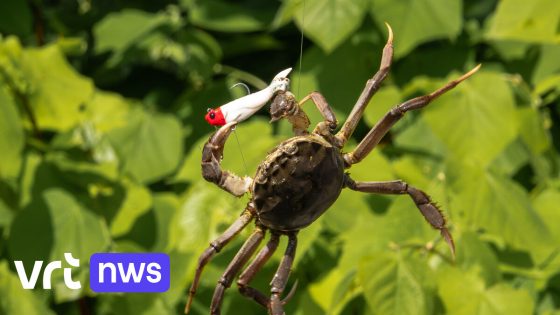 Universiteit Antwerpen start onderzoek naar hinder door Chinese wolhandkrab bij hengelaars: "Verpesten hun hobby "