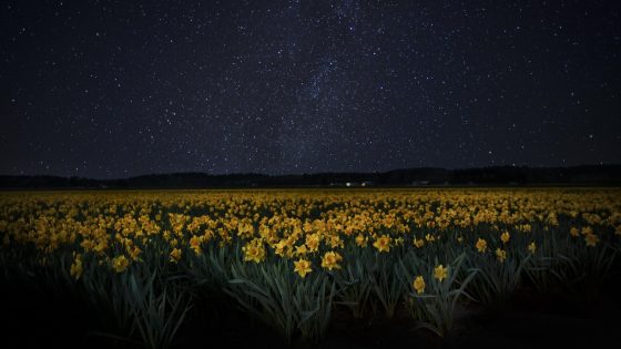a field of flowers with a starry night sky overhead
