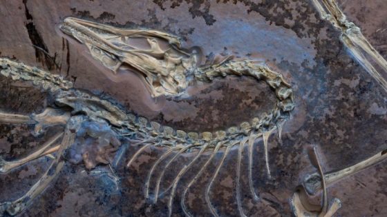 A rare Archaeopteryx fossil was kept from scientists for decades. Its first-ever analysis reveals how the ‘first bird’ took flight