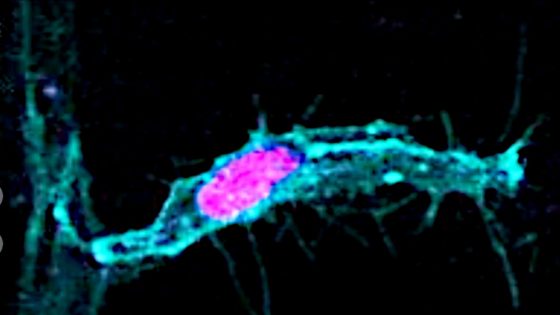 Cell Division