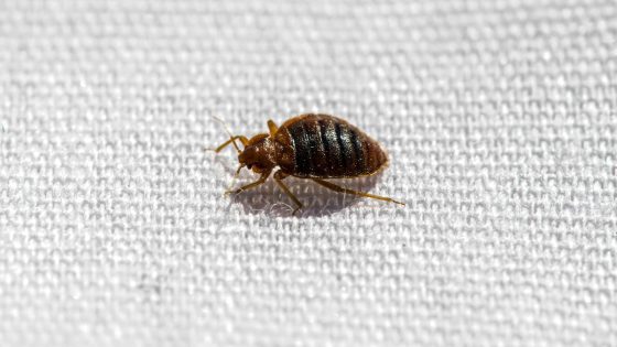Humanity's 'first true urban pest' has been biting for 60,000 years, study shows
