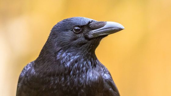 Metal Detectorists Have Just Discovered The Most Legendary Artifact A Gold Raven Head
