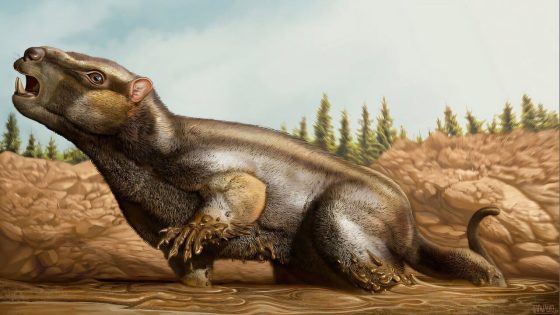 Scientists Discover New Mammalian Fossil With An Unusual Tooth Pattern