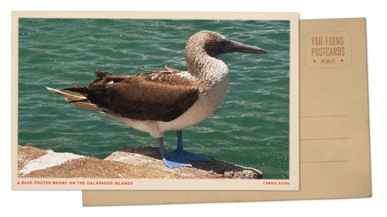 Blue-footed booby's colors shine on Galápagos : NPR