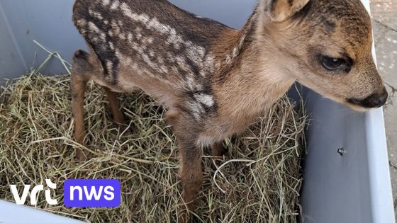 Dierenorganisatie waarschuwt na incident in Tielt-Winge: "Raak reekalfjes niet aan, moeder verstoot ze"