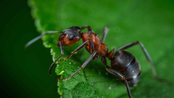 Scientists Just Uncovered The World's Oldest Ant Fossil