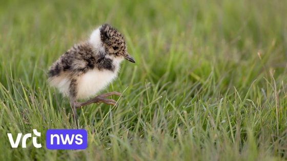 Op nippertje gered: 13 gezonde kieviten komen uit ei in vogelopvangcentrum Malderen