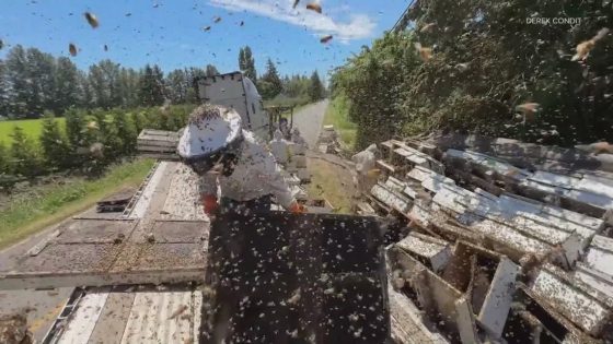 15 million bees turn wild after Whatcom County truck accident