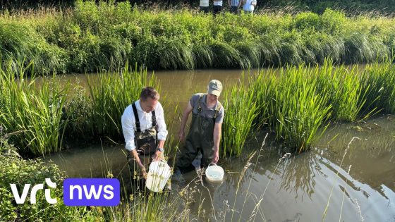 15.000 'vissen die het weer voorspellen' uitgezet in het Schulensbroek in Herk-de-Stad