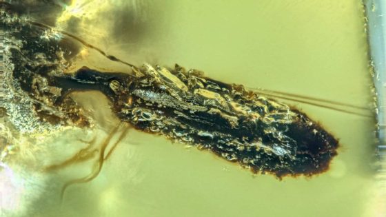 99 Million Year Old Amber Fossils Reveal How Parasites Controlled Insect Populations