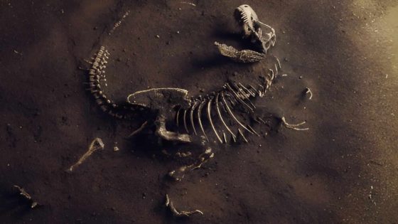 Dinosaur Fossil (tyrannosaurus Rex) Found By Archaeologists