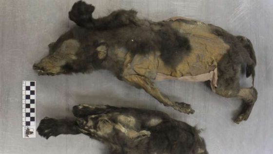 14,000-year-old mummified 'puppies' weren't dogs at all, new research shows