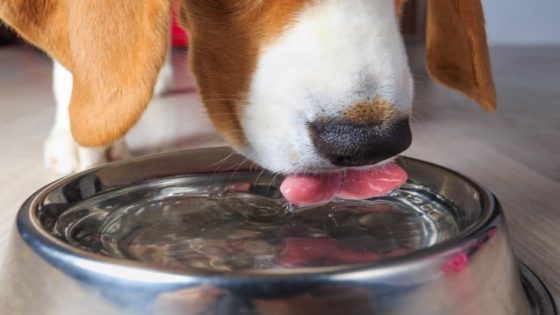 Klant bistro krijgt kopstoot van ober na discussie over kom water voor hond (Antwerpen)