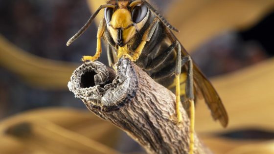 Aziatische hoornaar in je tuin? In deze gemeenten kost de verdelging je geen cent - HBVL