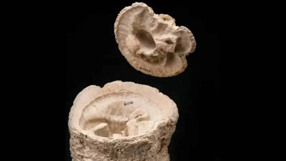 The Asteroid That Killed The Dinosaurs Also Created A Surprising Ocean Revival