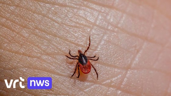 Opgelet voor wie gaat wandelen: opvallend veel tekenbeten gemeld