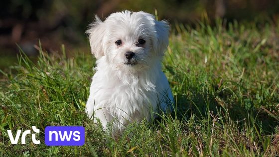Blankenbergse hondenbaasjes voelen zich aangevallen na campagne tegen hondenurine aan gevels