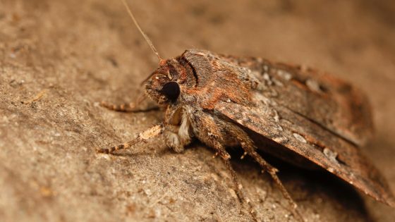 Bogong moths appear to use stars to navigate 600-mile journey, a first for insects