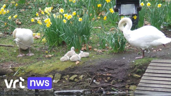 Beschermingsmaatregelen in Brugge werpen vruchten af: "Al 10 zwanenkuikens geboren om populatie te versterken"