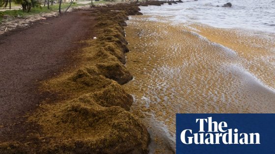 Caribbean beaches blighted by record masses of stinking seaweed | Caribbean