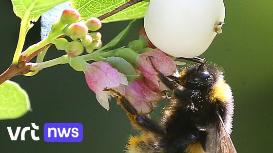 "Niet meppen, wel appen": Natuurpunt roept mensen op dit weekend insecten te tellen