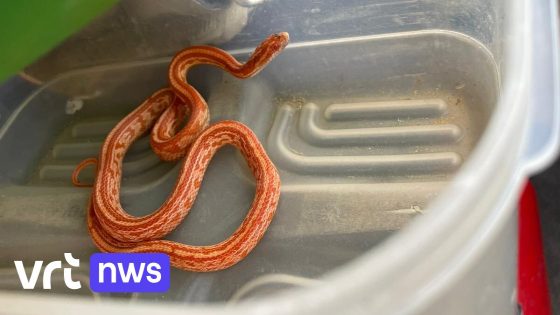 'Gevaarlijk dier' in Watermaal-Bosvoorde blijkt een onschuldige slang te zijn: "Aan het genieten van de zon"
