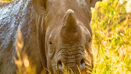 Dehorning Rhinos Cuts Poaching by 78% – Saving Thousands of Animals' Lives : ScienceAlert