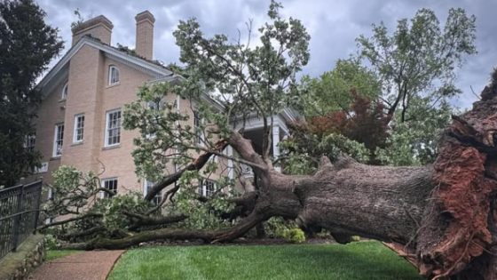 Severe Weather Alert Causes Damage Summary: A "destructive severe weather alert" results in downed wires and trees across the Tennessee Valley, prompting residents to stay updated via Local 3's Weather App. | Local News