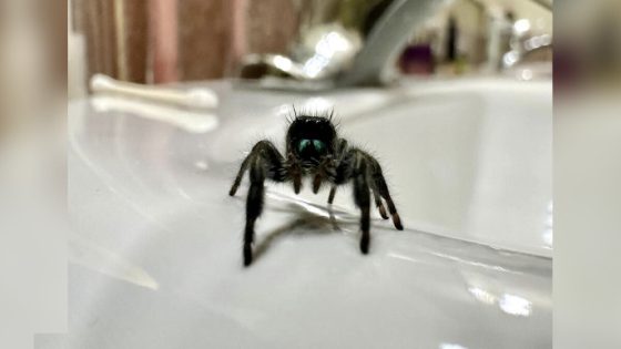 Woman Forms Magical Friendship With A Tiny Spider Living In Her Bathroom