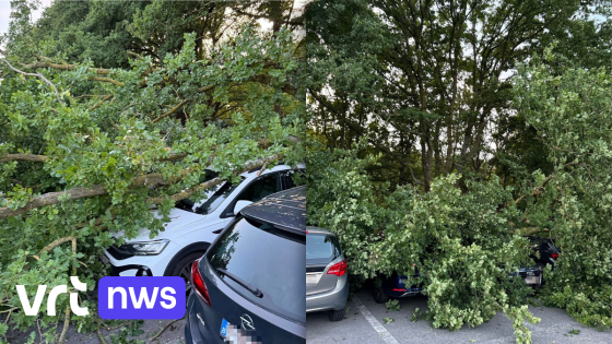 Takken van boom beschadigen 6 auto's op parking zomerbar in Brugge