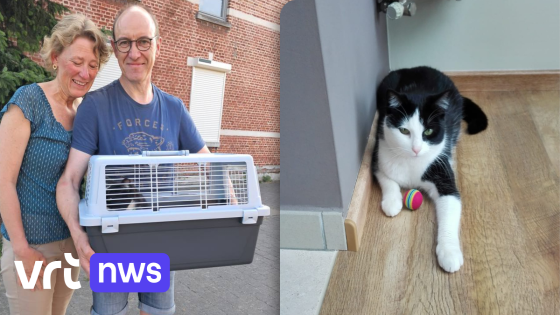 Geert en Ilse uit Boutersem vinden verloren kat na 7 jaar terug: "Onbeschrijfelijk gevoel"