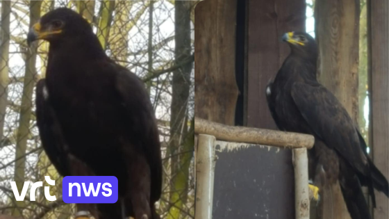 Steppearend met spanwijdte van 2 meter ontsnapt in Stokrooie door vossenhol