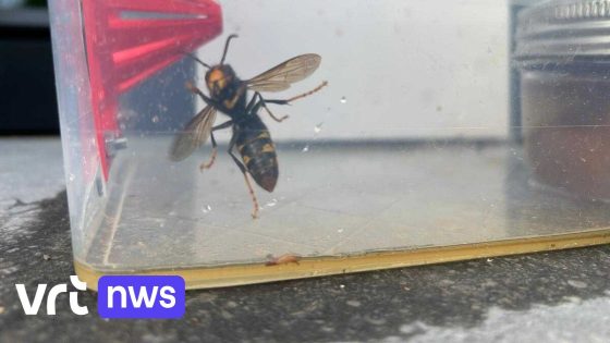 Holsbeek heeft dit jaar al meer dan 570 koninginnen van Aziatische hoornaar gevangen: "De hele gemeente werkt samen"