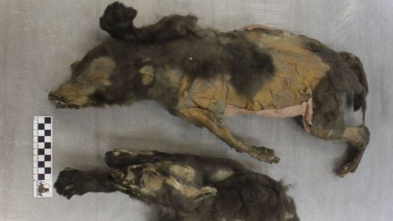 ‘Tumat Puppies’ found in permafrost may be ice age wolf cubs