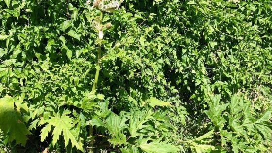 Deze plant zorgt voor een invasie in Lanaken: “Serieus probleem”