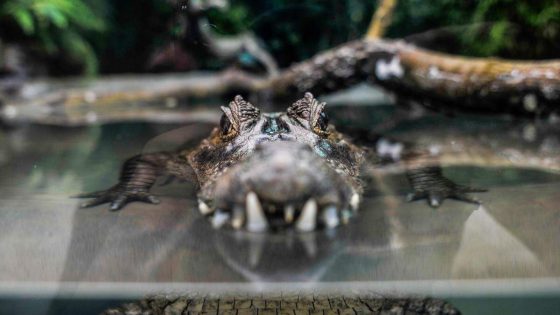 Zit er een kaaiman in Luik? Natuurgebied afgesloten, burgemeester vraagt niet zelf op zoek te gaan
